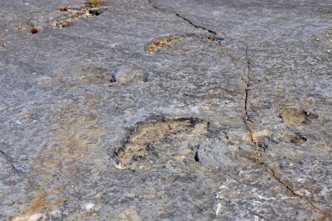 dinosaur footprints with windland tours